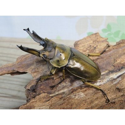 画像1: ☆美麗種☆タイ産☆ババオウゴンオニクワガタ♂68ミリ♀47.5ミリ新成虫ペア販売！！