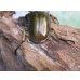 画像3: ☆美麗種☆タイ産☆ババオウゴンオニクワガタ♂68ミリ♀47.5ミリ新成虫ペア販売！！ (3)