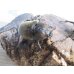 画像4: ★WF1★愛知県産☆国産カブトムシ♂M~Lサイズ♀フリーサイズ×２ペア計4頭のセット販売！！ (4)