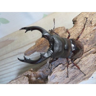 画像2: ☆新成虫☆ボーリンフタマタクワガタ（亜種バミノルム）♂68ミリ♀42ミリペア販売！！
