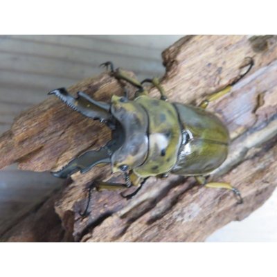 画像2: ☆美麗種☆タイ産☆ババオウゴンオニクワガタ♂68ミリ♀47.5ミリ新成虫ペア販売！！