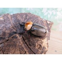 no.1☆大型新成虫☆ヨツボシヒナカブト♂43ミリ♀33ミリペア販売！！