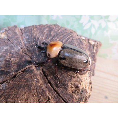 画像1: no.1☆大型新成虫☆ヨツボシヒナカブト♂43ミリ♀33ミリペア販売！！