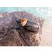 画像1: no.1☆大型新成虫☆ヨツボシヒナカブト♂43ミリ♀33ミリペア販売！！ (1)