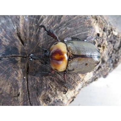 画像2: no.2☆大型新成虫☆ヨツボシヒナカブト♂43ミリ♀33ミリペア販売！！
