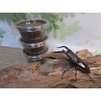 ★人気種★ボーリンフタマタクワガタ（亜種バミノルム）初二令幼虫3頭セット販売！！