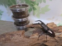 ★人気種★ボーリンフタマタクワガタ（亜種バミノルム）初二令幼虫3頭セット販売！！