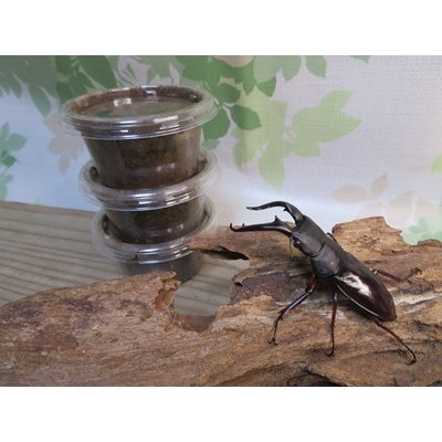 画像1: ★人気種★ボーリンフタマタクワガタ（亜種バミノルム）初二令幼虫3頭セット販売！！