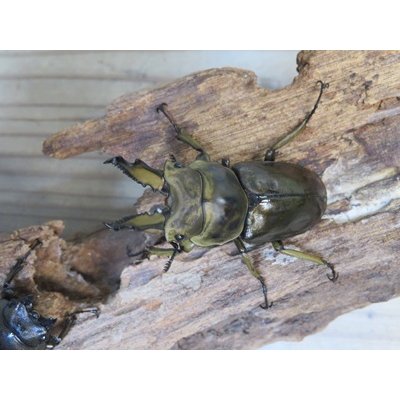 画像2: ☆美麗新成虫☆ババオウゴンオニクワガタ♂60ミリ♀45ミリペア販売！！