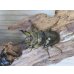 画像2: ☆美麗新成虫☆ババオウゴンオニクワガタ♂60ミリ♀45ミリペア販売！！ (2)