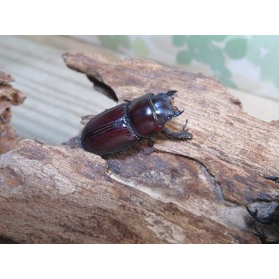 画像4: ドルクス最高峰☆WF4☆スキットオオクワガタ♂34ミリ♀26.5ミリ新成虫ペア販売！！