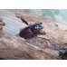 画像4: ドルクス最高峰☆WF4☆スキットオオクワガタ♂34ミリ♀26.5ミリ新成虫ペア販売！！ (4)