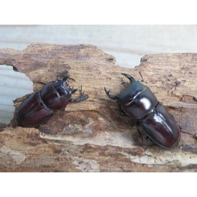 画像5: ドルクス最高峰☆WF4☆スキットオオクワガタ♂34ミリ♀26.5ミリ新成虫ペア販売！！