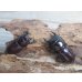 画像5: ドルクス最高峰☆WF4☆スキットオオクワガタ♂34ミリ♀26.5ミリ新成虫ペア販売！！ (5)