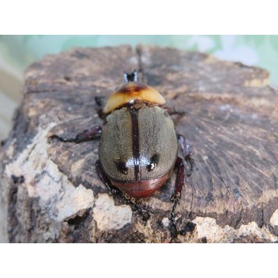画像3: no.2☆大型新成虫☆ヨツボシヒナカブト♂43ミリ♀33ミリペア販売！！