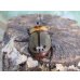 画像3: no.2☆大型新成虫☆ヨツボシヒナカブト♂43ミリ♀33ミリペア販売！！ (3)