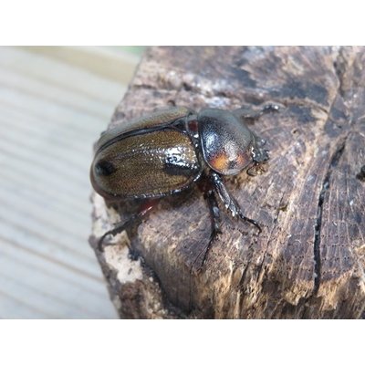 画像4: no.2☆大型新成虫☆ヨツボシヒナカブト♂43ミリ♀33ミリペア販売！！