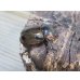 画像4: no.2☆大型新成虫☆ヨツボシヒナカブト♂43ミリ♀33ミリペア販売！！ (4)