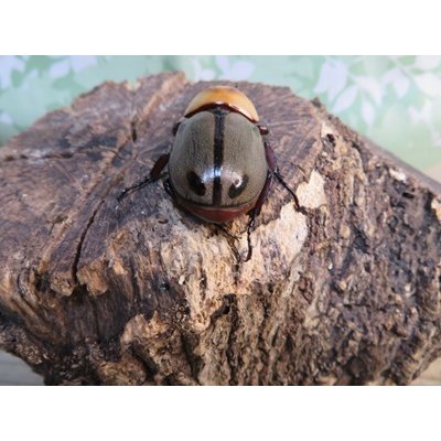 画像3: no.1☆大型新成虫☆ヨツボシヒナカブト♂43ミリ♀33ミリペア販売！！