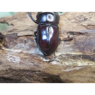 画像3: ドルクス最高峰☆WF4☆スキットオオクワガタ♂34ミリ♀26.5ミリ新成虫ペア販売！！