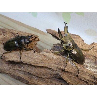 画像5: ☆美麗新成虫☆ババオウゴンオニクワガタ♂60ミリ♀45ミリペア販売！！