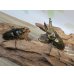 画像5: ☆美麗新成虫☆ババオウゴンオニクワガタ♂60ミリ♀45ミリペア販売！！ (5)