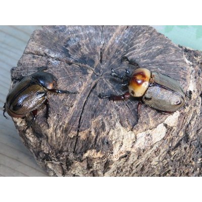 画像5: no.2☆大型新成虫☆ヨツボシヒナカブト♂43ミリ♀33ミリペア販売！！