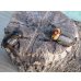 画像5: no.2☆大型新成虫☆ヨツボシヒナカブト♂43ミリ♀33ミリペア販売！！ (5)