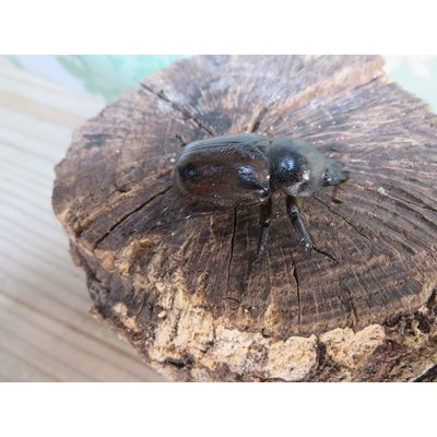画像4: no.1☆大型新成虫☆ヨツボシヒナカブト♂43ミリ♀33ミリペア販売！！