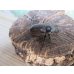 画像4: no.1☆大型新成虫☆ヨツボシヒナカブト♂43ミリ♀33ミリペア販売！！ (4)
