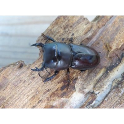 画像2: ドルクス最高峰☆WF4☆スキットオオクワガタ♂34ミリ♀26.5ミリ新成虫ペア販売！！