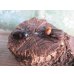 画像5: no.1☆大型新成虫☆ヨツボシヒナカブト♂43ミリ♀33ミリペア販売！！ (5)