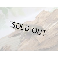 タイ産☆美麗新成虫☆ババオウゴンオニクワガタ♂60ミリ♀45ミリペア販売！！