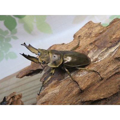 画像1: ☆美麗新成虫☆ババオウゴンオニクワガタ♂60ミリ♀45ミリペア販売！！