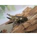 画像1: ☆美麗新成虫☆ババオウゴンオニクワガタ♂60ミリ♀45ミリペア販売！！ (1)