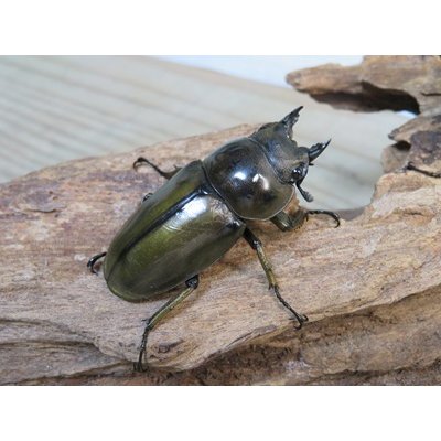 画像4: ☆美麗新成虫☆ババオウゴンオニクワガタ♂60ミリ♀45ミリペア販売！！
