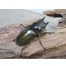 画像4: ☆美麗新成虫☆ババオウゴンオニクワガタ♂60ミリ♀45ミリペア販売！！ (4)