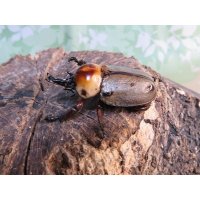 no.2☆大型新成虫☆ヨツボシヒナカブト♂43ミリ♀33ミリペア販売！！