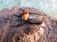 no.2☆大型新成虫☆ヨツボシヒナカブト♂43ミリ♀33ミリペア販売！！