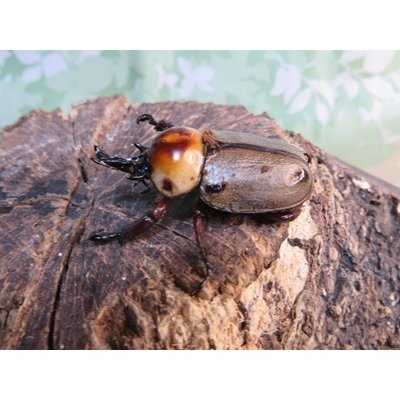画像1: no.2☆大型新成虫☆ヨツボシヒナカブト♂43ミリ♀33ミリペア販売！！