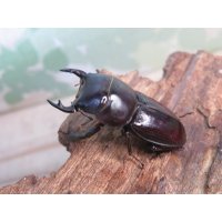 ドルクス最高峰☆WF4☆スキットオオクワガタ♂34ミリ♀26.5ミリ新成虫ペア販売！！