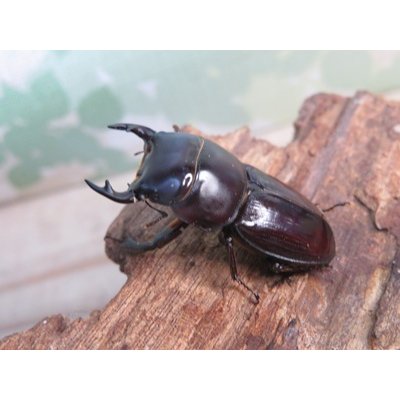 画像1: ドルクス最高峰☆WF4☆スキットオオクワガタ♂34ミリ♀26.5ミリ新成虫ペア販売！！