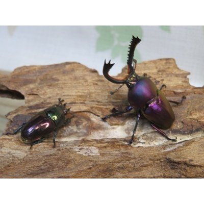 画像5: ☆マジョーラ血統☆パプアキンイロクワガタ♂40ミリ♀フリーサイズ新成虫ペア販売！！