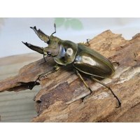 タイ産☆美麗新成虫☆ババオウゴンオニクワガタ♂60ミリ♀45ミリペア販売！！