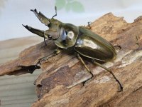 タイ産☆美麗新成虫☆ババオウゴンオニクワガタ♂60ミリ♀45ミリペア販売！！