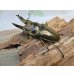 画像1: タイ産☆美麗新成虫☆ババオウゴンオニクワガタ♂60ミリ♀45ミリペア販売！！ (1)