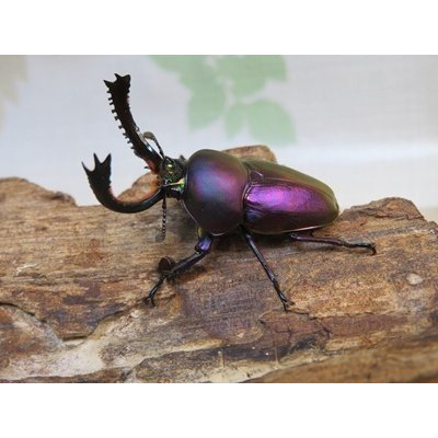 画像1: ☆マジョーラ血統☆パプアキンイロクワガタ♂40ミリ♀フリーサイズ新成虫ペア販売！！