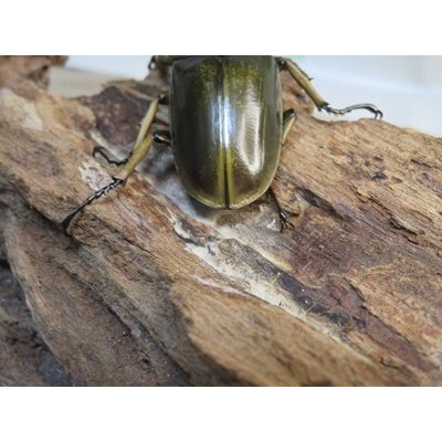 画像3: タイ産☆美麗新成虫☆ババオウゴンオニクワガタ♂60ミリ♀45ミリペア販売！！