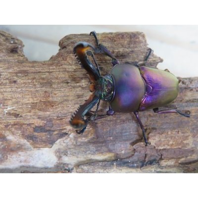 画像2: ☆マジョーラ血統☆パプアキンイロクワガタ♂40ミリ♀フリーサイズ新成虫ペア販売！！