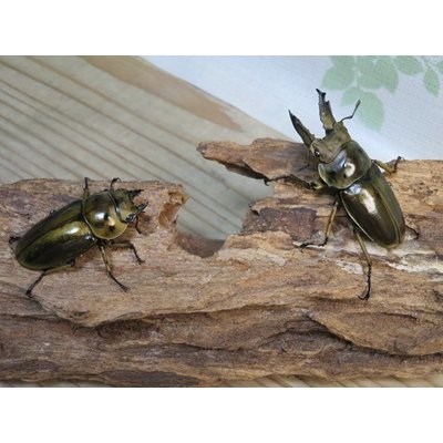 画像5: タイ産☆美麗新成虫☆ババオウゴンオニクワガタ♂60ミリ♀45ミリペア販売！！